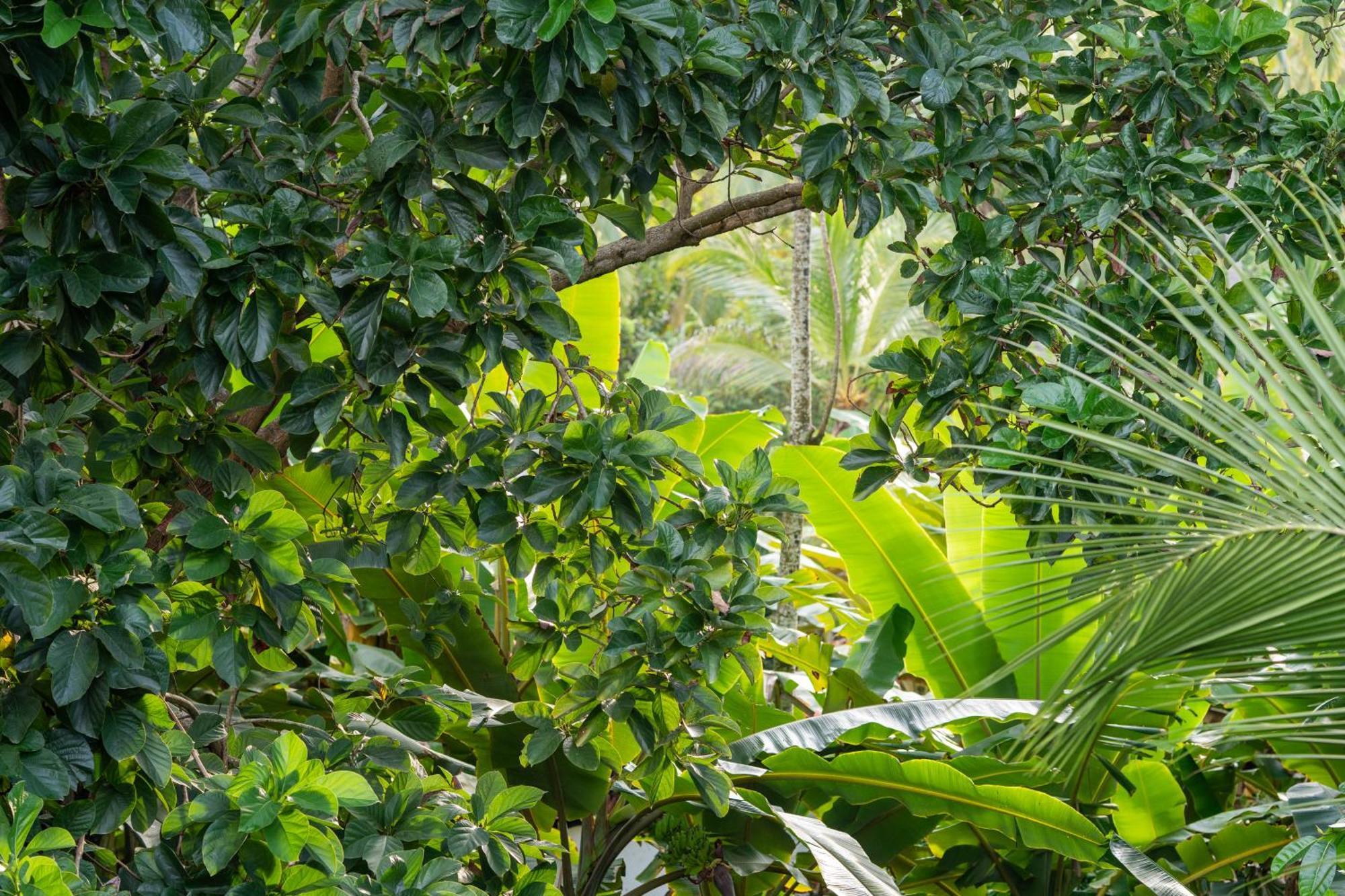 Tayrona Juanchos House Hostel Los Naranjos Ngoại thất bức ảnh