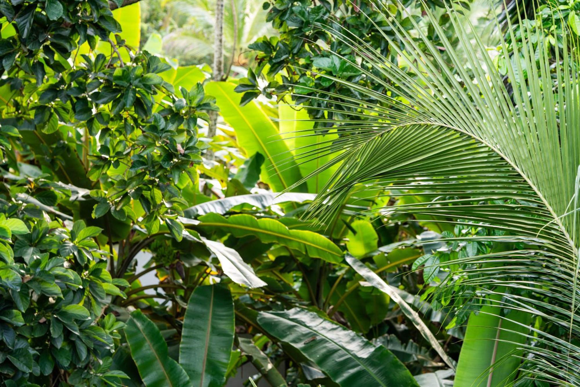 Tayrona Juanchos House Hostel Los Naranjos Ngoại thất bức ảnh